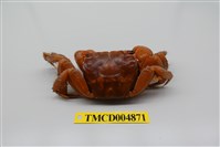 藏品(中型東方蟹)的圖片